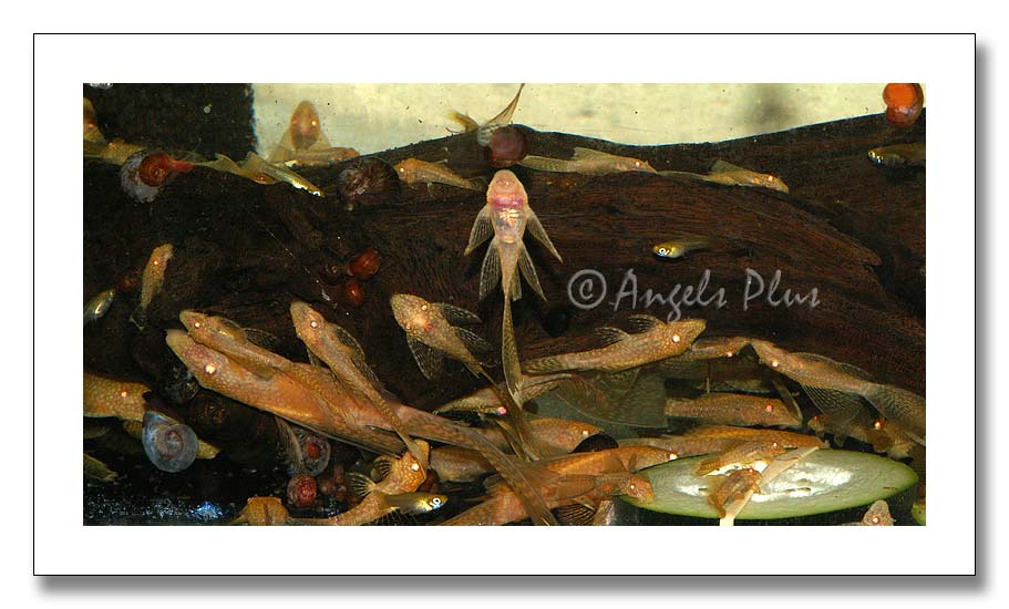 Bristlenose - Albino - Bild 5