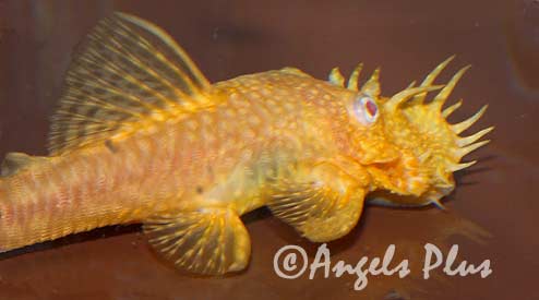 Bristlenose - Albino - Bild 2