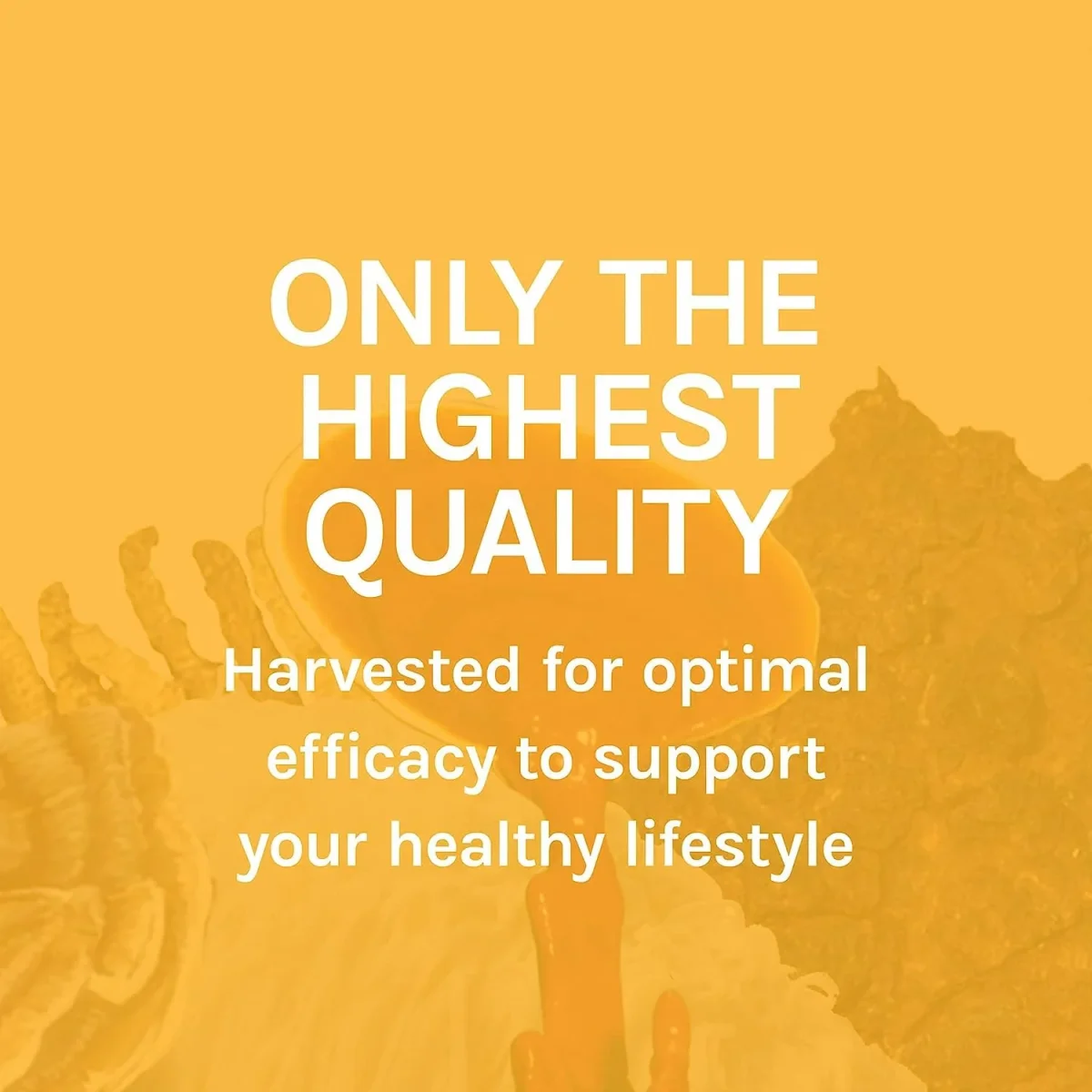 Host Defense MycoBotanicals Energy 60 Capsules - Bild 4