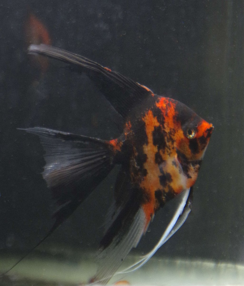 Angelfish: Orange Marble - Bild 5