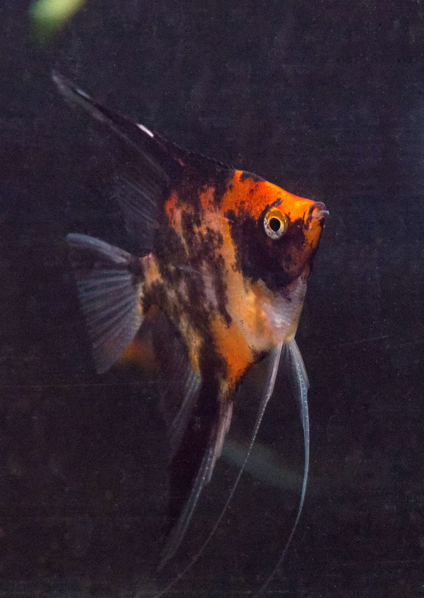 Angelfish: Orange Marble - Bild 3