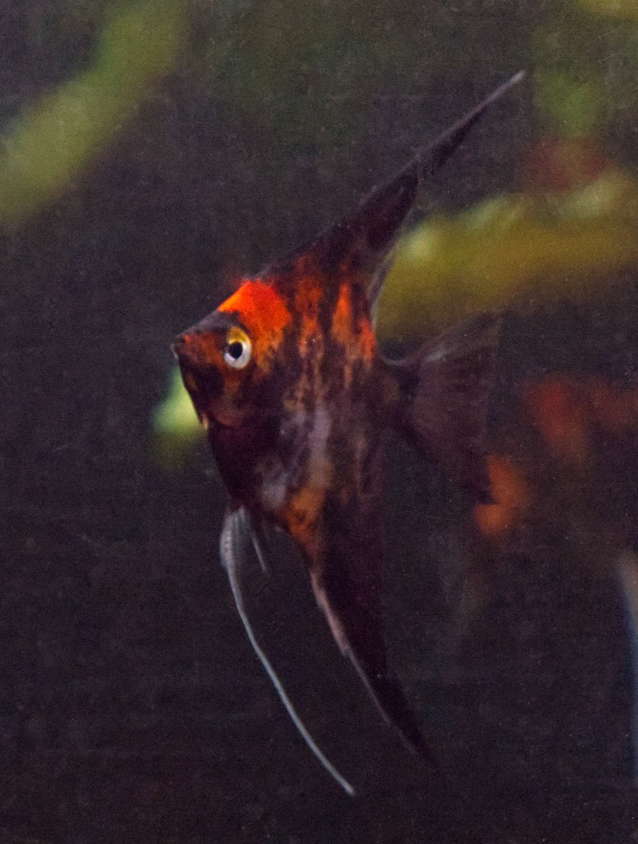 Angelfish: Orange Marble - Bild 4