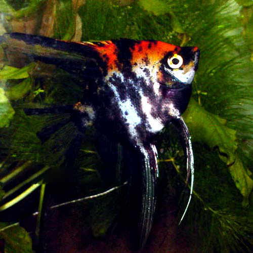Angelfish: Orange Marble - Bild 2