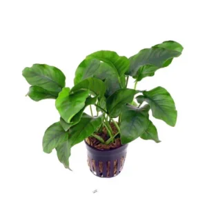 Anubias Barteri - Potted Plant
