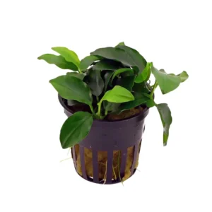 Anubias Nana - Potted Plant