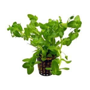 Bacopa Amplexicaulis - Potted Plant