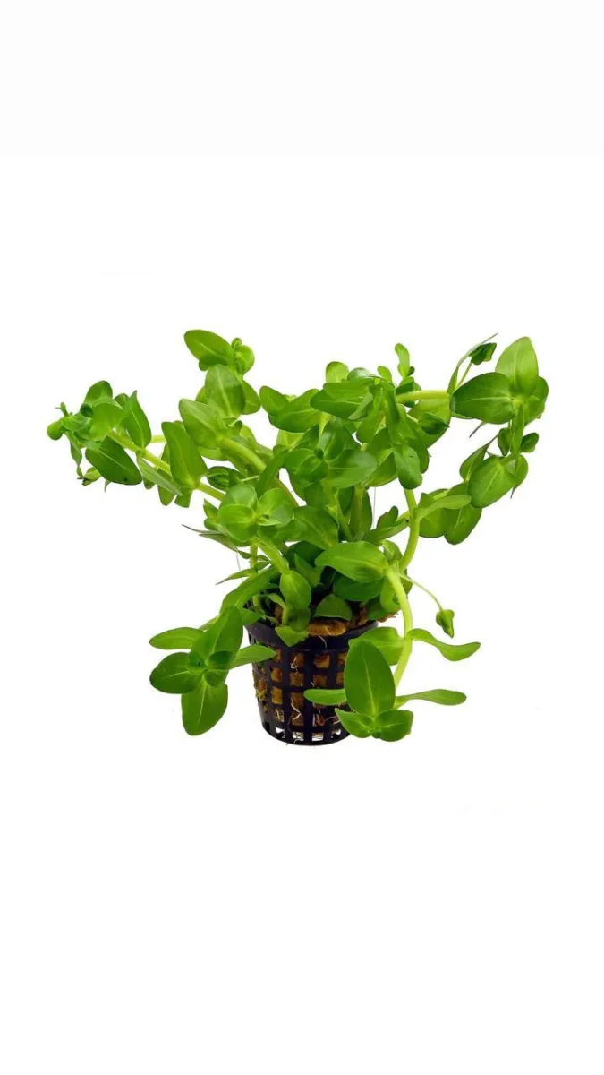 Bacopa Amplexicaulis - Potted Plant - Bild 2