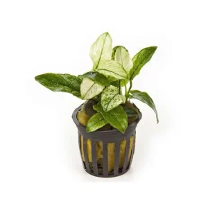 Anubias Pinto - Potted Plant