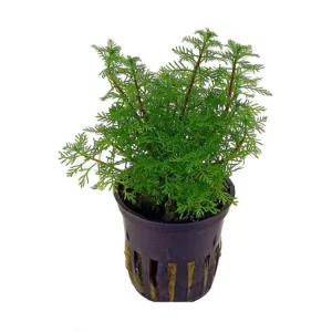 myriophyllum matogrossense 'green form' - potted plant