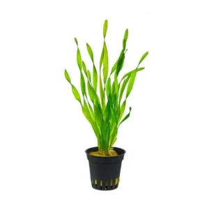 vallisneria spiralis torta - potted plant