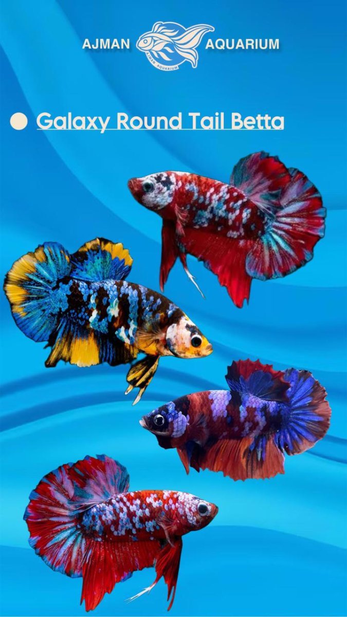 galaxy round tail betta pair - regular size - Bild 2
