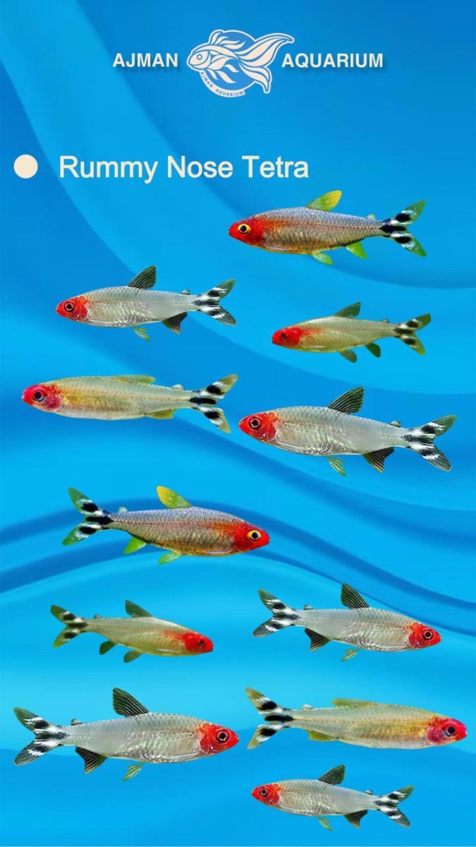 rummy nose tetra