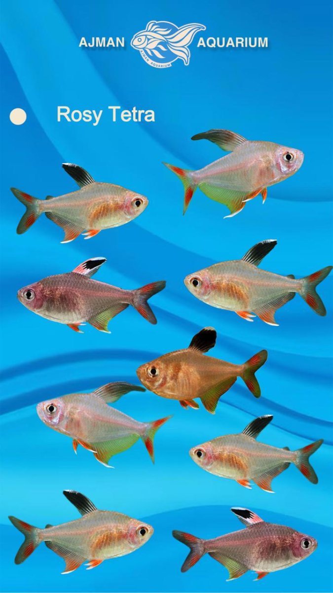 Rosy tetra - 1.75 inch - Bild 2