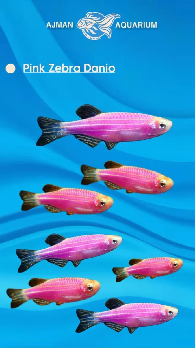 pink zebra danio - 2 inch