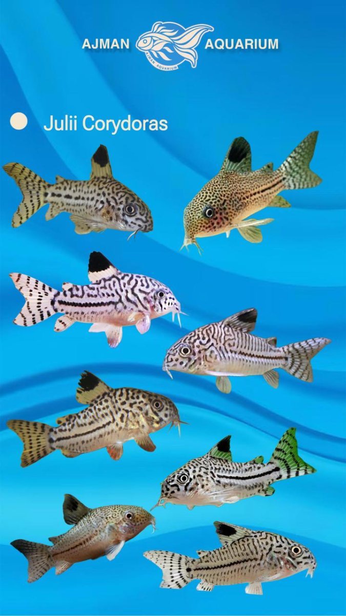 Juli corydoras - Bild 2