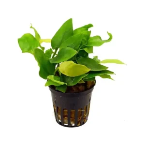 anubias nana gold - potted plant