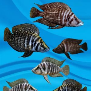 black calvus cichlid - 6 to 8 cm