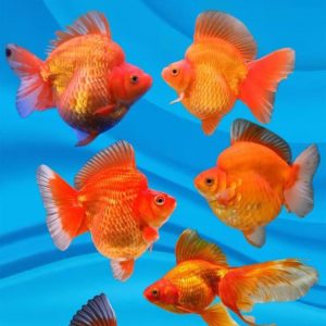 red ruykin gold fish
