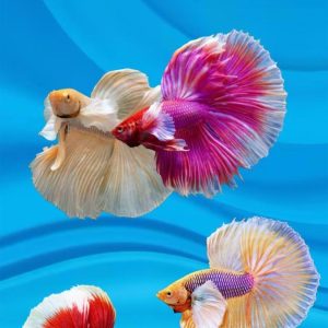 male dumbo half moon betta - regular size