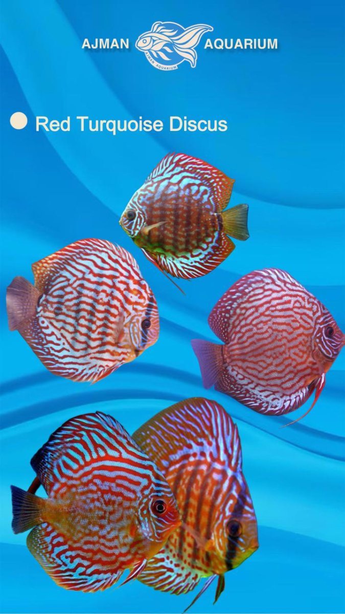 red turquoise discus - 3 inch - Bild 2
