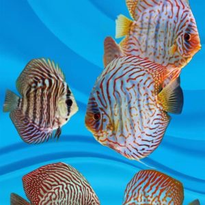 tiger discus