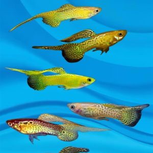 Two sword lace guppy ( pair ) - regular size