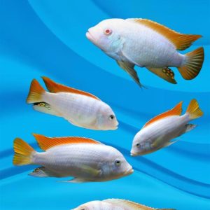 albino ice blue cichlid - 3 inch