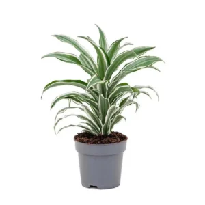 dracaena white & green - potted plant