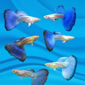 albino blue tail guppy ( pair ) - regular size