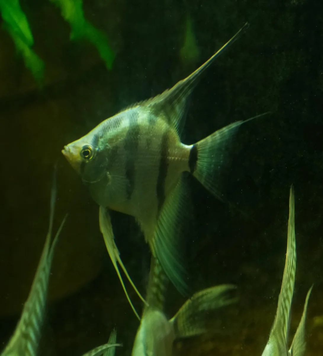 Angelfish - Blue Silver and Blue Ghost
