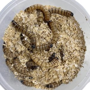 Mealworms Giant – Live Food