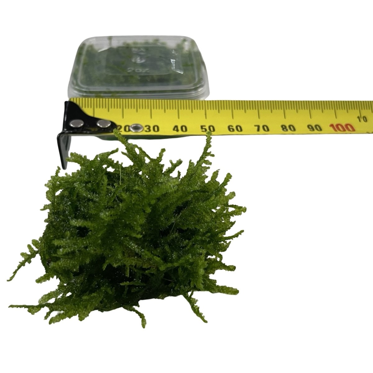 AquaLabs – Fissidens Moss - Bild 4