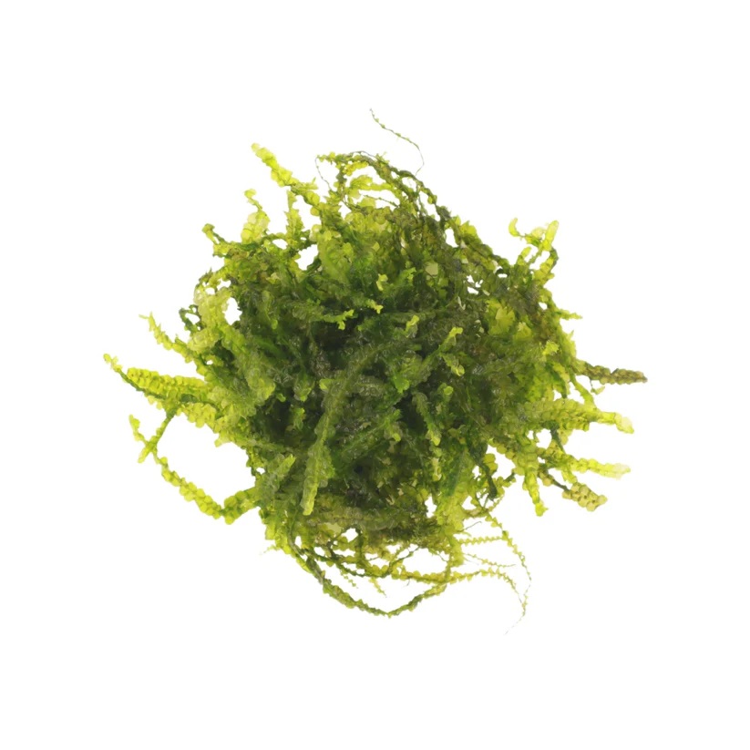 AquaLabs – Cameroon Moss - Bild 2