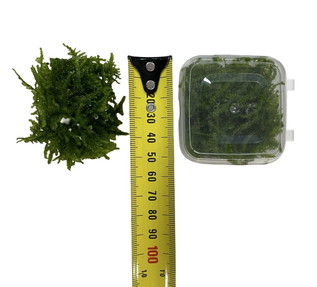 AquaLabs – Cameroon Moss - Bild 3
