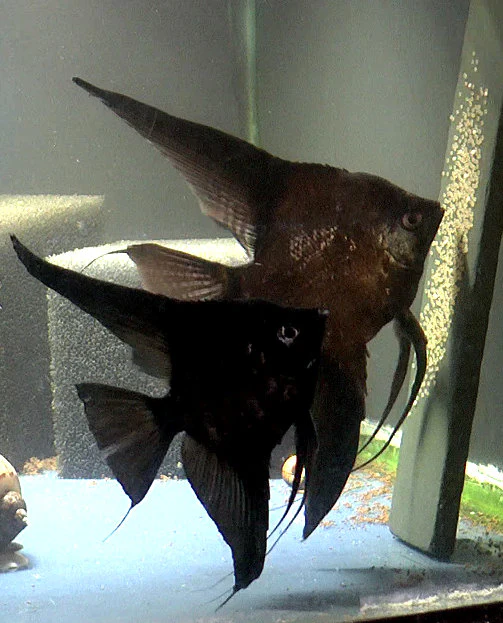 Breeding Pair - Black Angelfish #2392