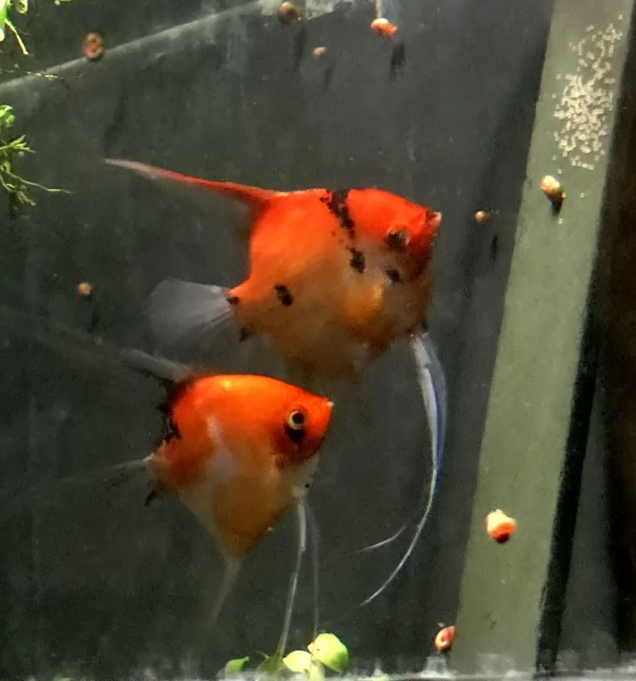 Breeding Pair - Koi Angelfish #2408 - Bild 2