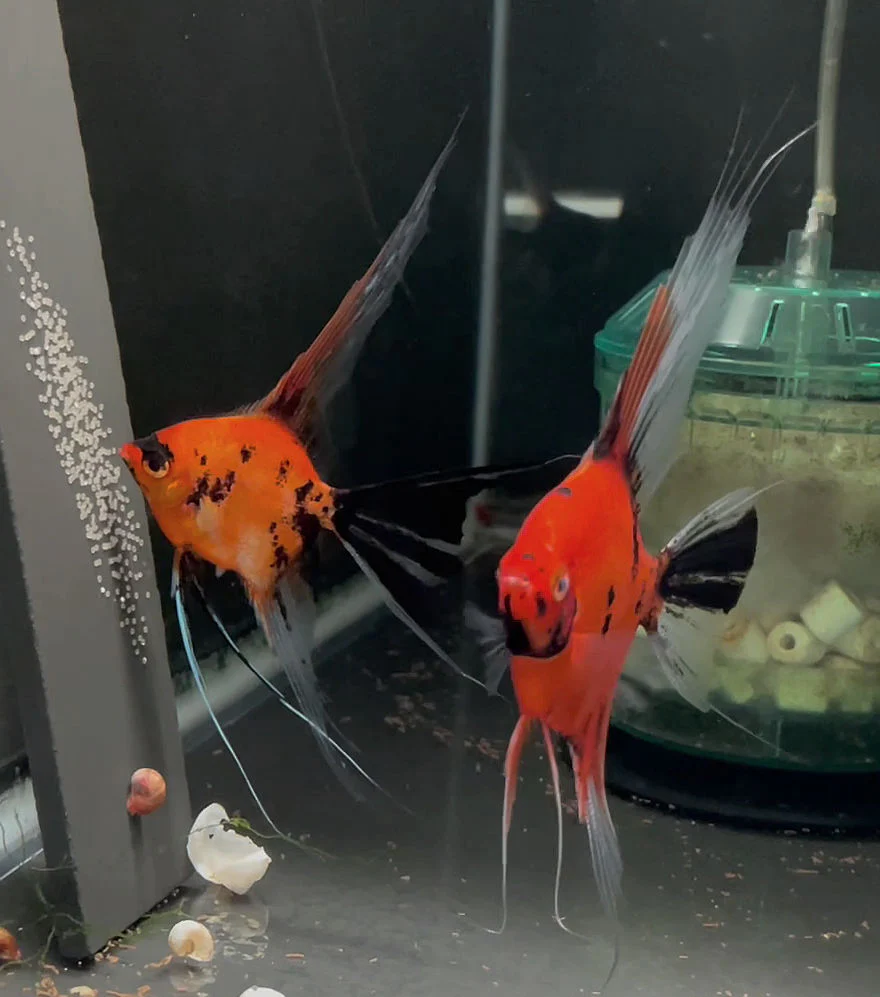 Breeding Pair - Koi Angelfish #3454