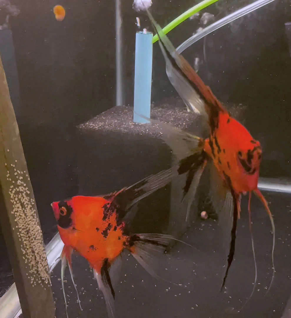 Breeding Pair - Koi Angelfish #3482