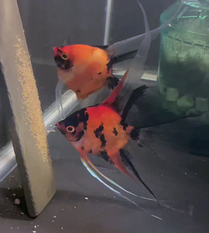 Breeding Pair - Koi Angelfish #3486 - Bild 2