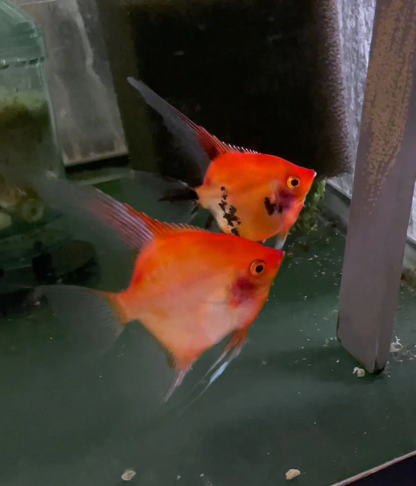 Breeding Pair - Sunset x Koi Angelfish #3495