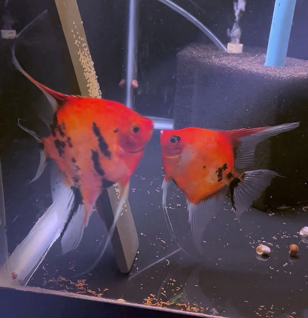 Breeding Pair - Koi Angelfish #3499