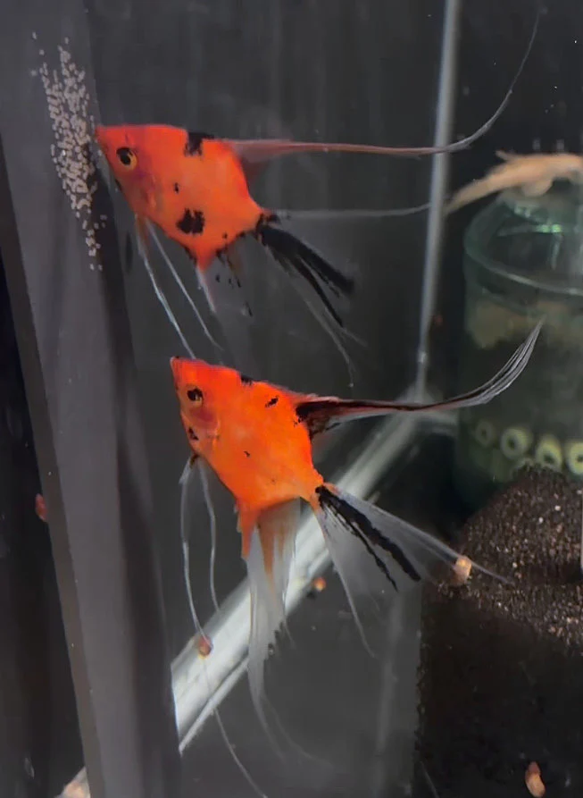 Breeding Pair - Koi Angelfish #3528