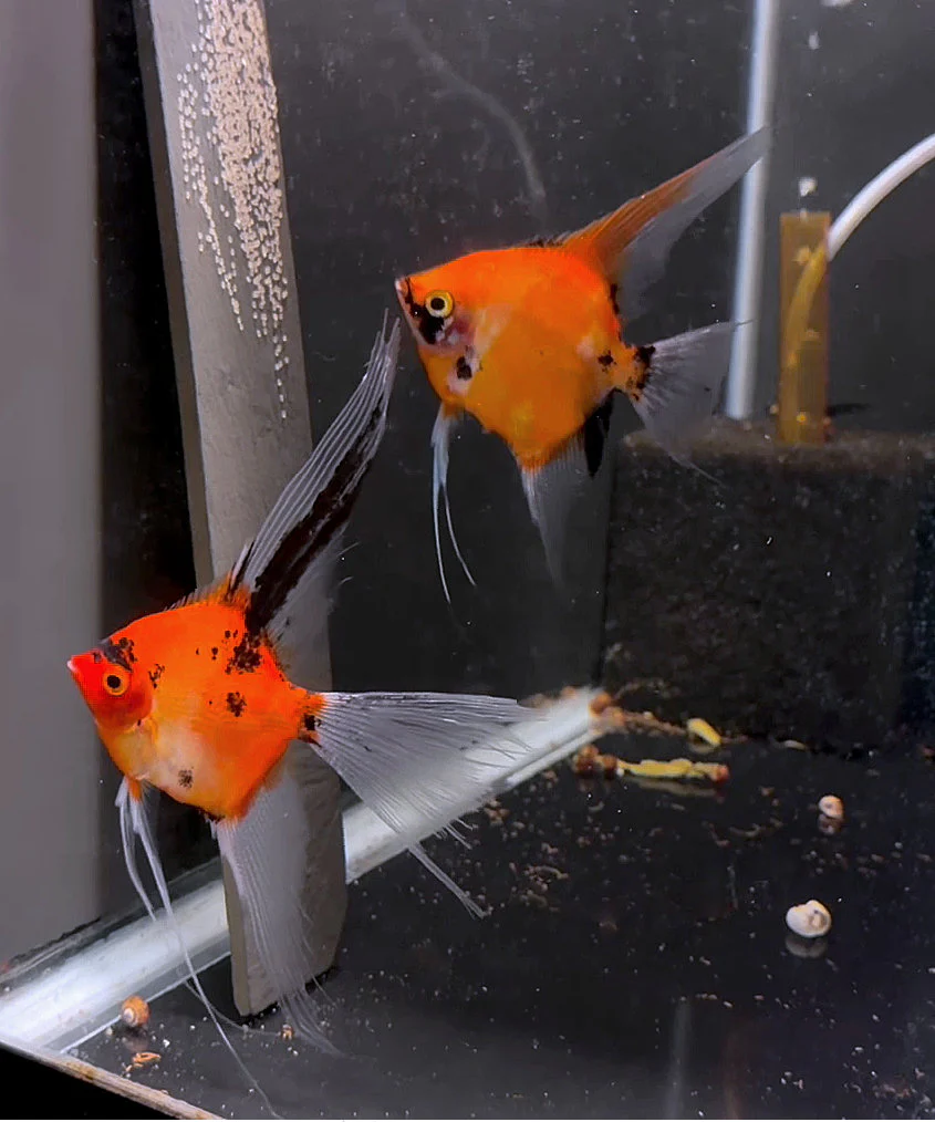 Breeding Pair - Koi Angelfish #3530 - Bild 2