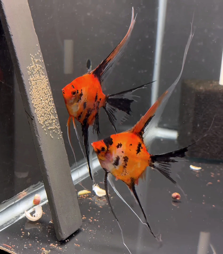 Breeding Pair - Koi Angelfish #3532