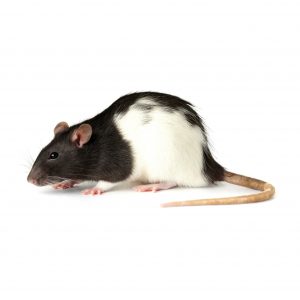 Frozen Rats - Bild 2